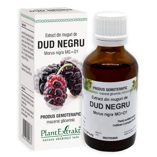 Extract din muguri de dud negru - Morus nigra, 50 ml - PlantExtrakt